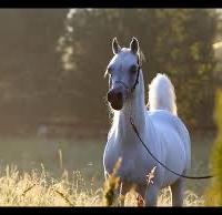 Fattrici arabe ottime linee