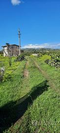 Terreno agricolo sito in Motta S.Anastasia