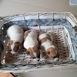 Cuccioli di Jack Russell Terrier