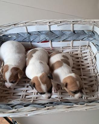 Cuccioli di Jack Russell Terrier