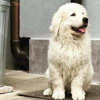 Cuccioli pastore maremmano abruzzese