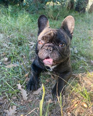 Bulldog francese