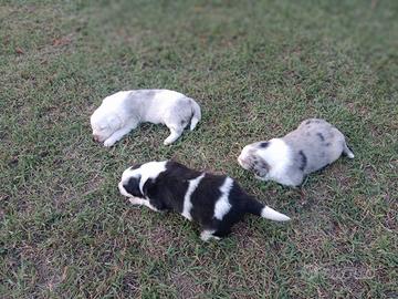 Cuccioli border-pastore Australiano