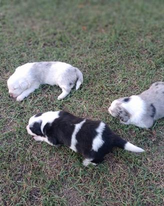 Cuccioli border-pastore Australiano
