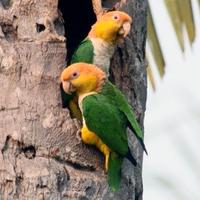 Caicco testa arancio