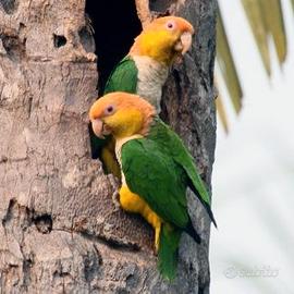 Caicco testa arancio