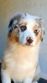 Cucciolo di pastore australiano