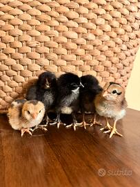 Galline pulcini