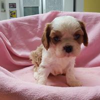 Cuccioli di cavalier king con pedigree enci