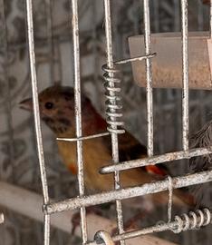 Cardinalini del Venezuela novelli