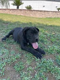 Cane Corso