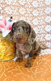 Cuccioli bassotto pedigree ENCI