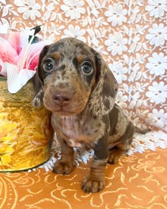 Cuccioli bassotto pedigree ENCI