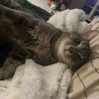 Splendido maschietto compagnone