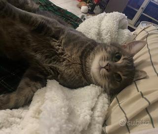 Splendido maschietto compagnone