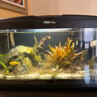 acquario