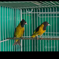 Cedoi coppia lucherini petto nero nati il 2025