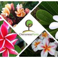 Plumerie: Talee, Vaso e Radice Nuda