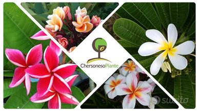 Plumerie: Talee, Vaso e Radice Nuda