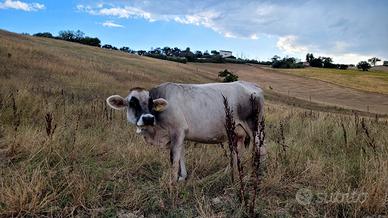 Mucca Grigio Alpina