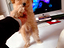 Immagine 30