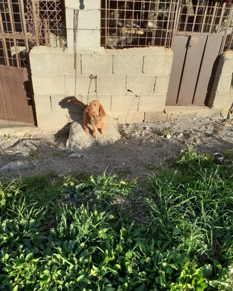 Animali
