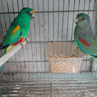 Parrocchetto mylrucilor