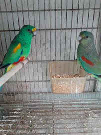 Parrocchetto mylrucilor