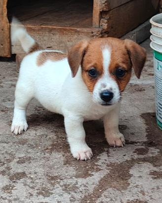 Jack Russell terrier