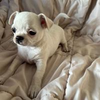 Cucciolo di chihuahua