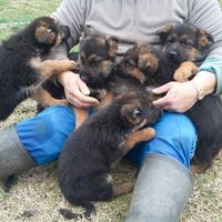 Cuccioli pastore tedesco FEMMINA