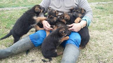Cuccioli pastore tedesco FEMMINA