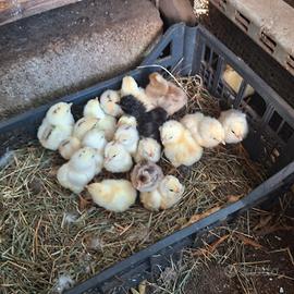 Araucana