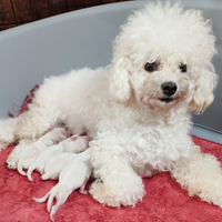 Cuccioli Razza Pura Taglia PICCOLA e Taglia MEDIA