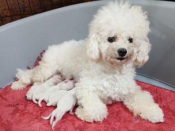 Cuccioli Razza Pura Taglia PICCOLA e Taglia MEDIA