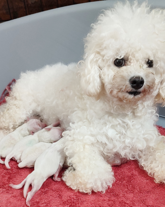 Cuccioli Razza Pura Taglia PICCOLA e Taglia MEDIA