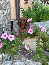 Cuccioli di Bassotto Tedesco: 6 Principesse Pronte