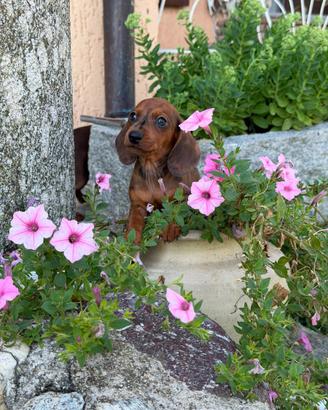 Cuccioli di Bassotto Tedesco: 6 Principesse Pronte