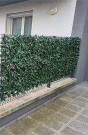 siepe finta di photinia