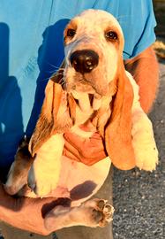 Bassethound maschio razza pura