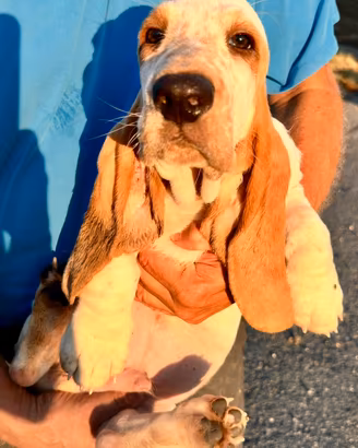 Bassethound maschio razza pura