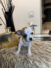 Chihuahua extramini toy