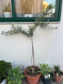 Pianta d’ulivo  nel vaso