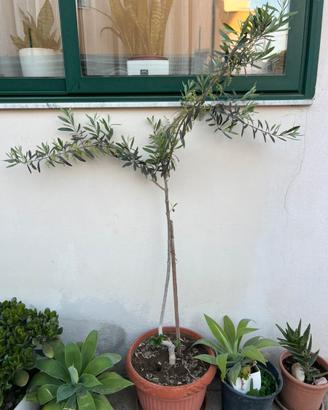 Pianta d’ulivo  nel vaso
