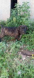 cuccioli di cane corso 