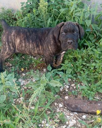 cuccioli di cane corso 