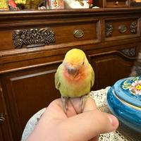 Inseparabile allevato a mano pappagallo