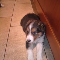 Cuccioli di Border Collie leggere proposta