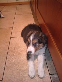 Cuccioli di Border Collie leggere proposta
