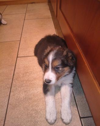 Cuccioli di Border Collie leggere proposta